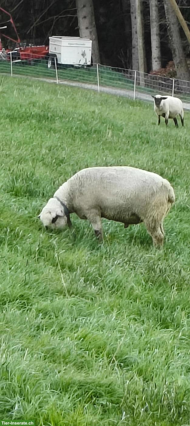 Bild 4: BFS Schafbock zu verkaufen