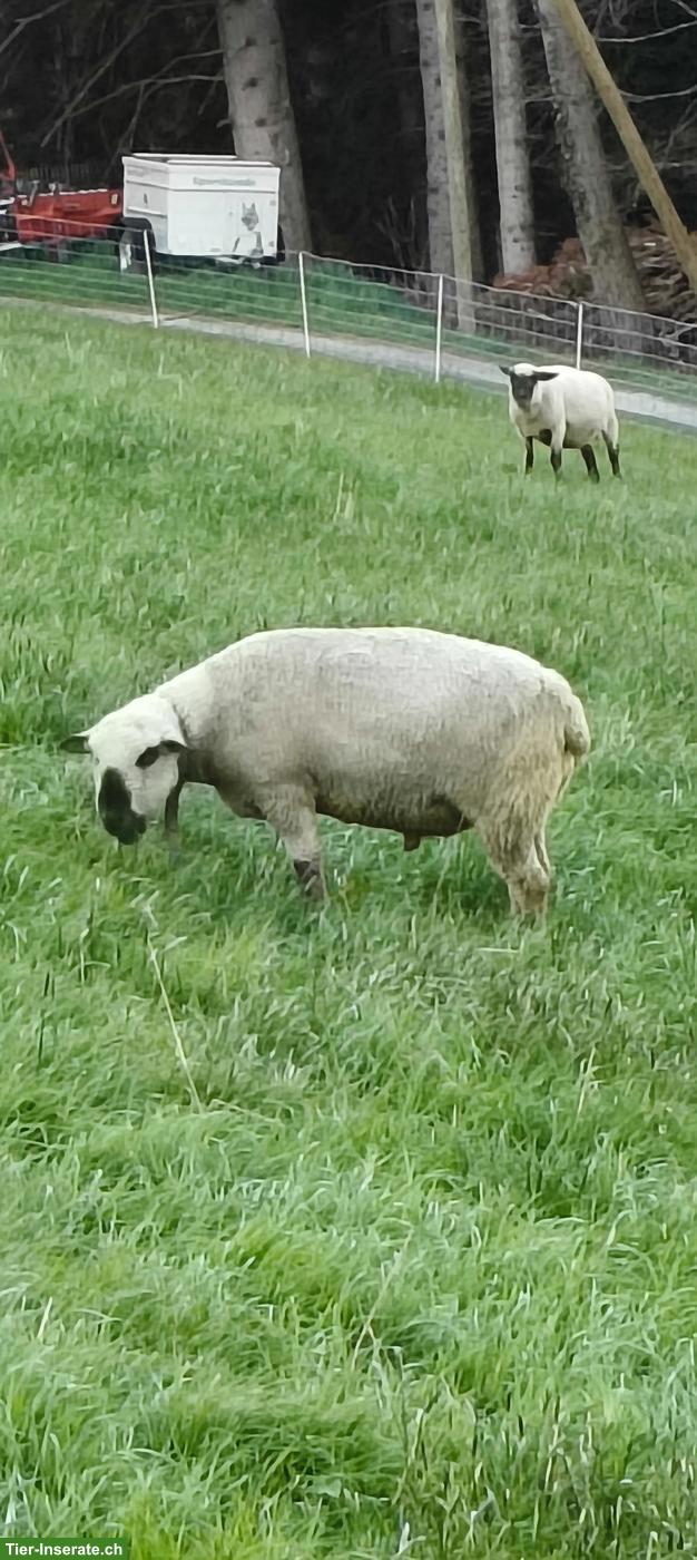 Bild 5: BFS Schafbock zu verkaufen