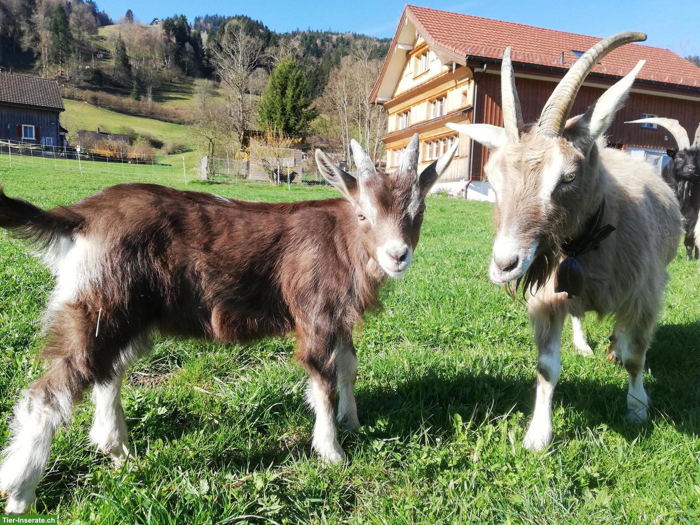 Vitales Gitzi-Böckli zu verkaufen