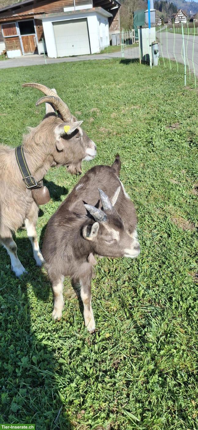 Bild 2: Vitales Gitzi-Böckli zu verkaufen