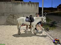 Pony Wallach als Beisteller zu verkaufen