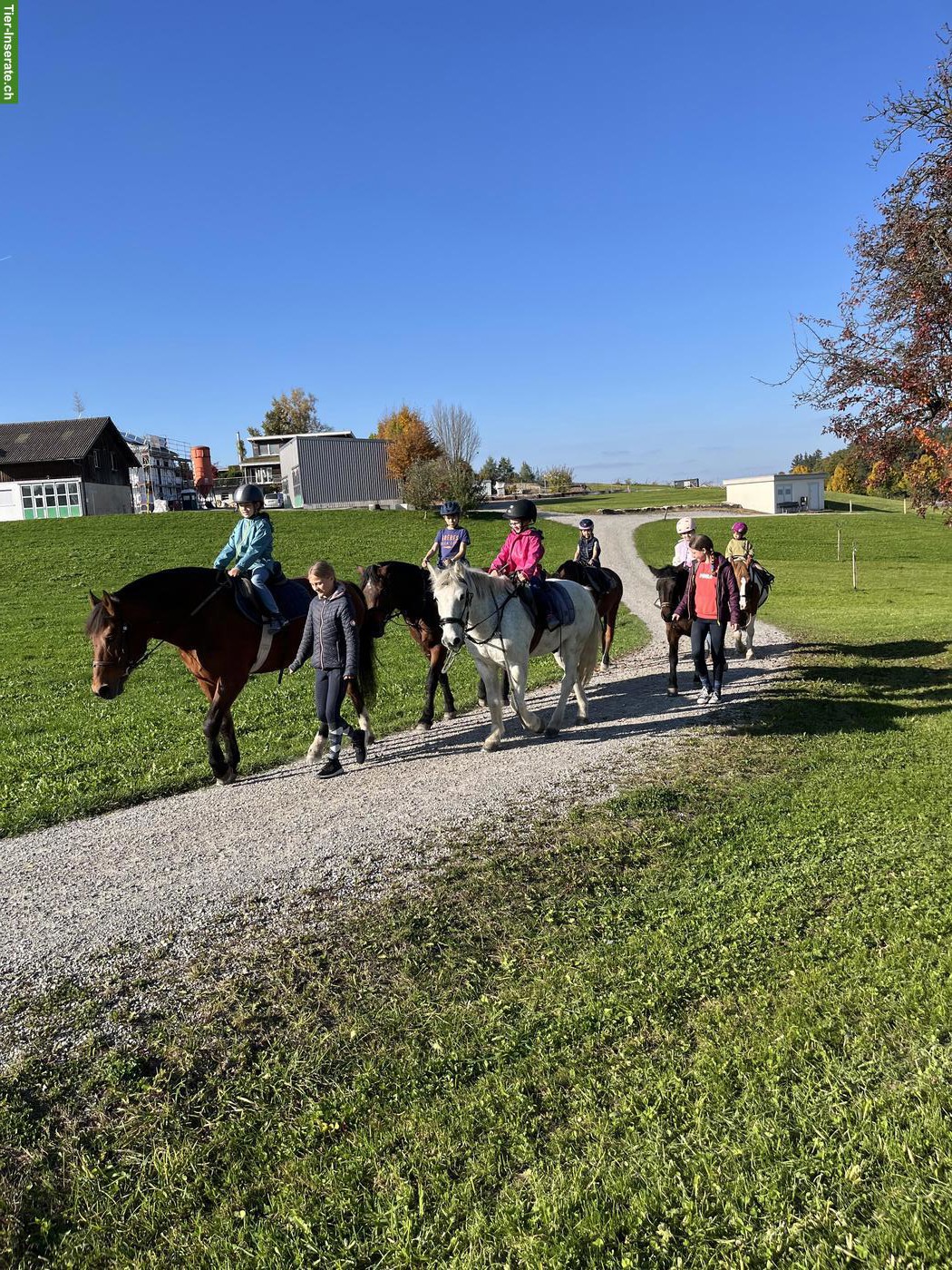 Bild 3: Pony Wallach als Beisteller zu verkaufen