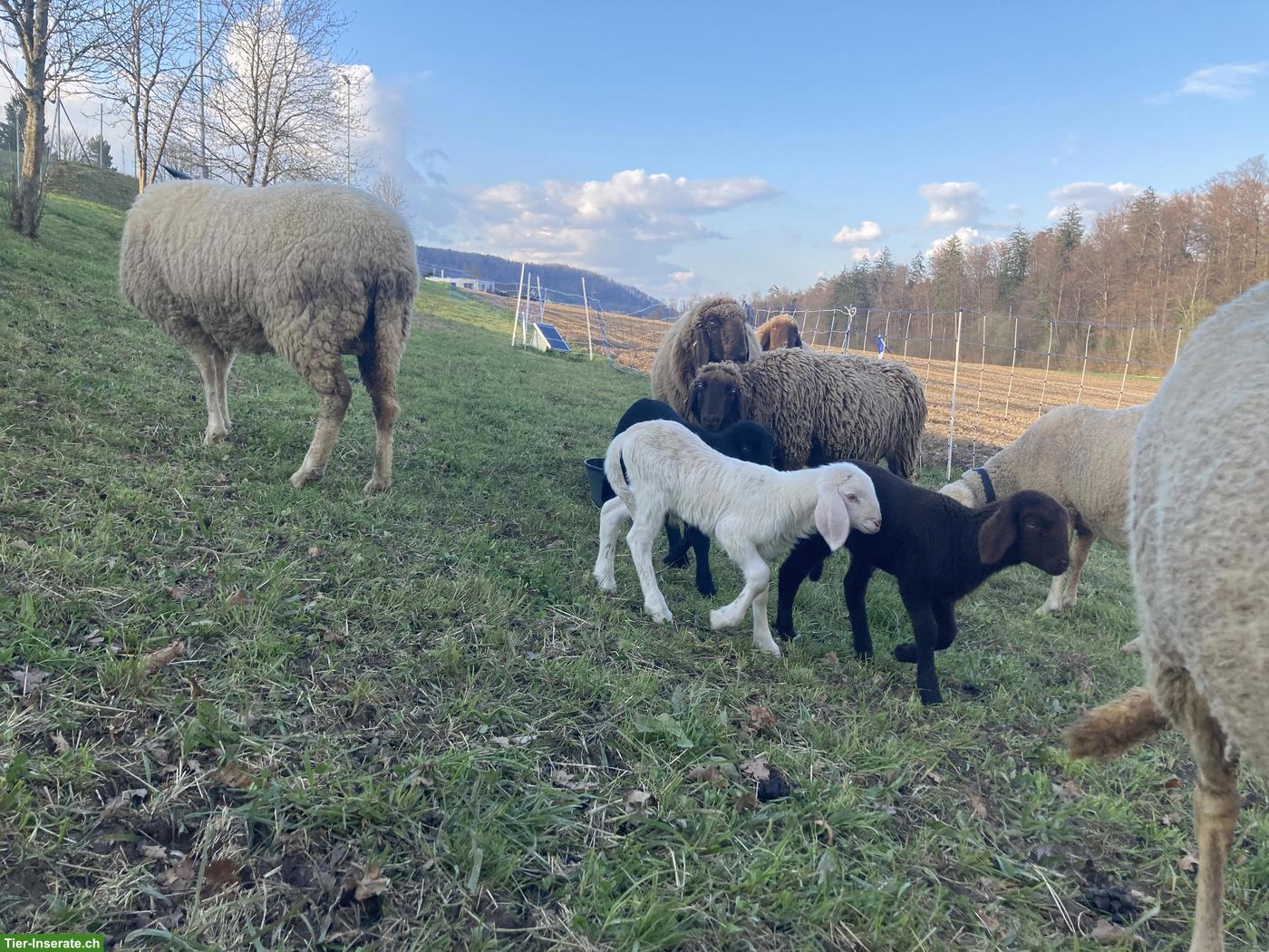 Engadiner Bergschafe weiss, braun, schwarz