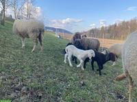 Engadiner Bergschafe weiss, braun, schwarz