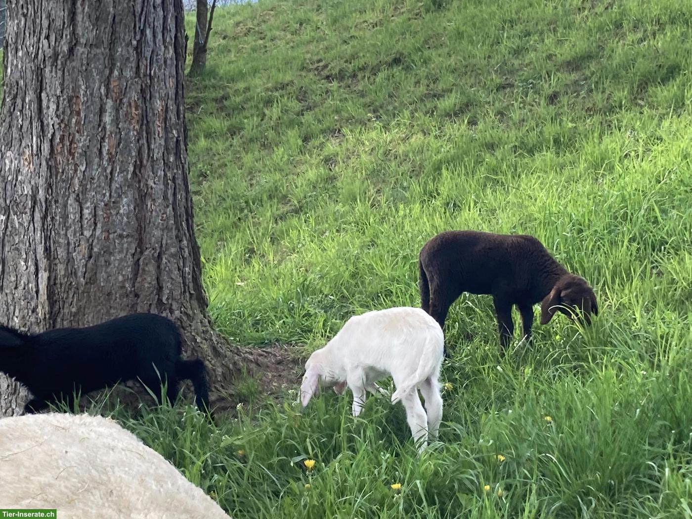 Bild 2: Engadiner Bergschafe weiss, braun, schwarz