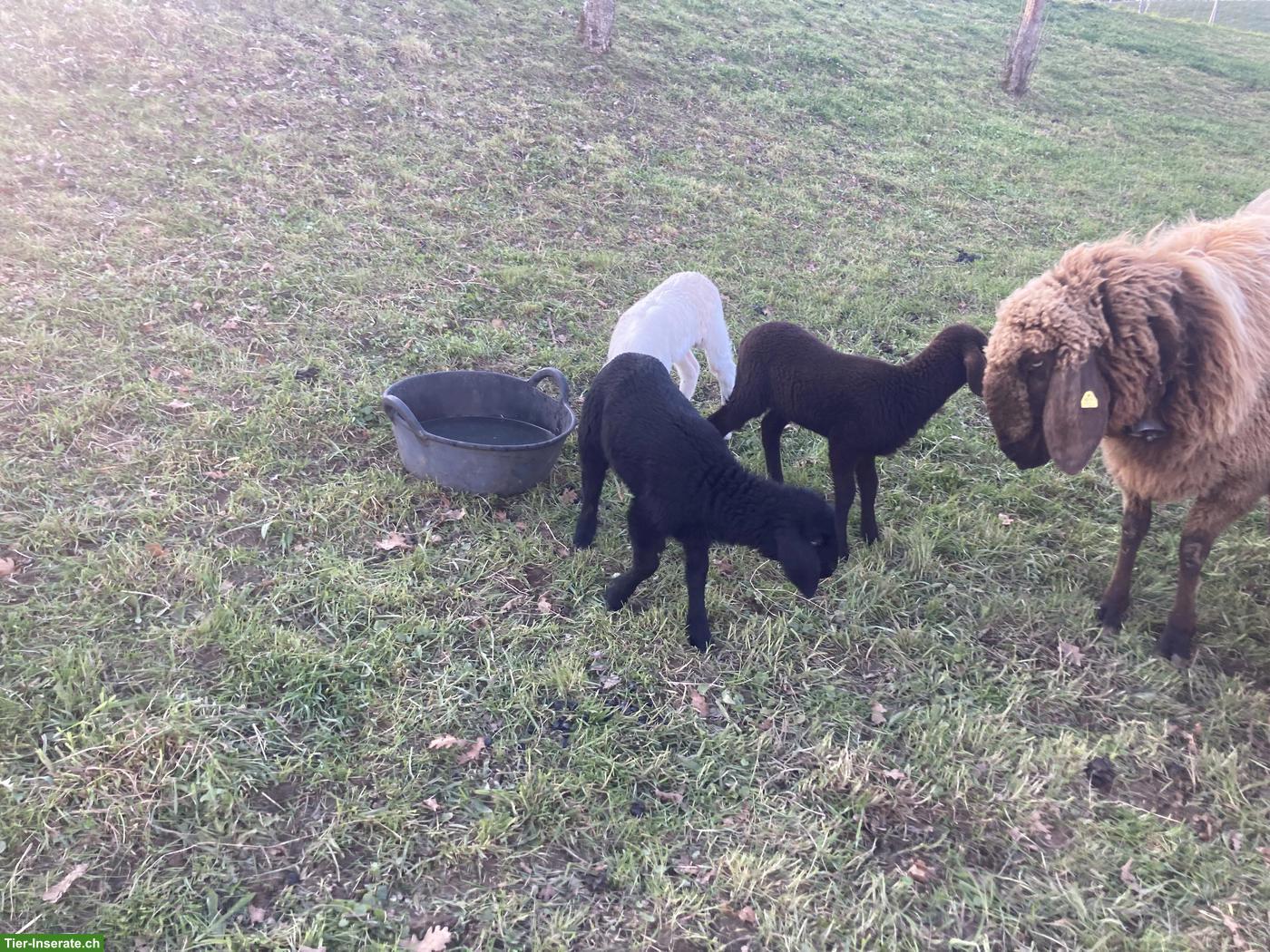 Bild 3: Engadiner Bergschafe weiss, braun, schwarz