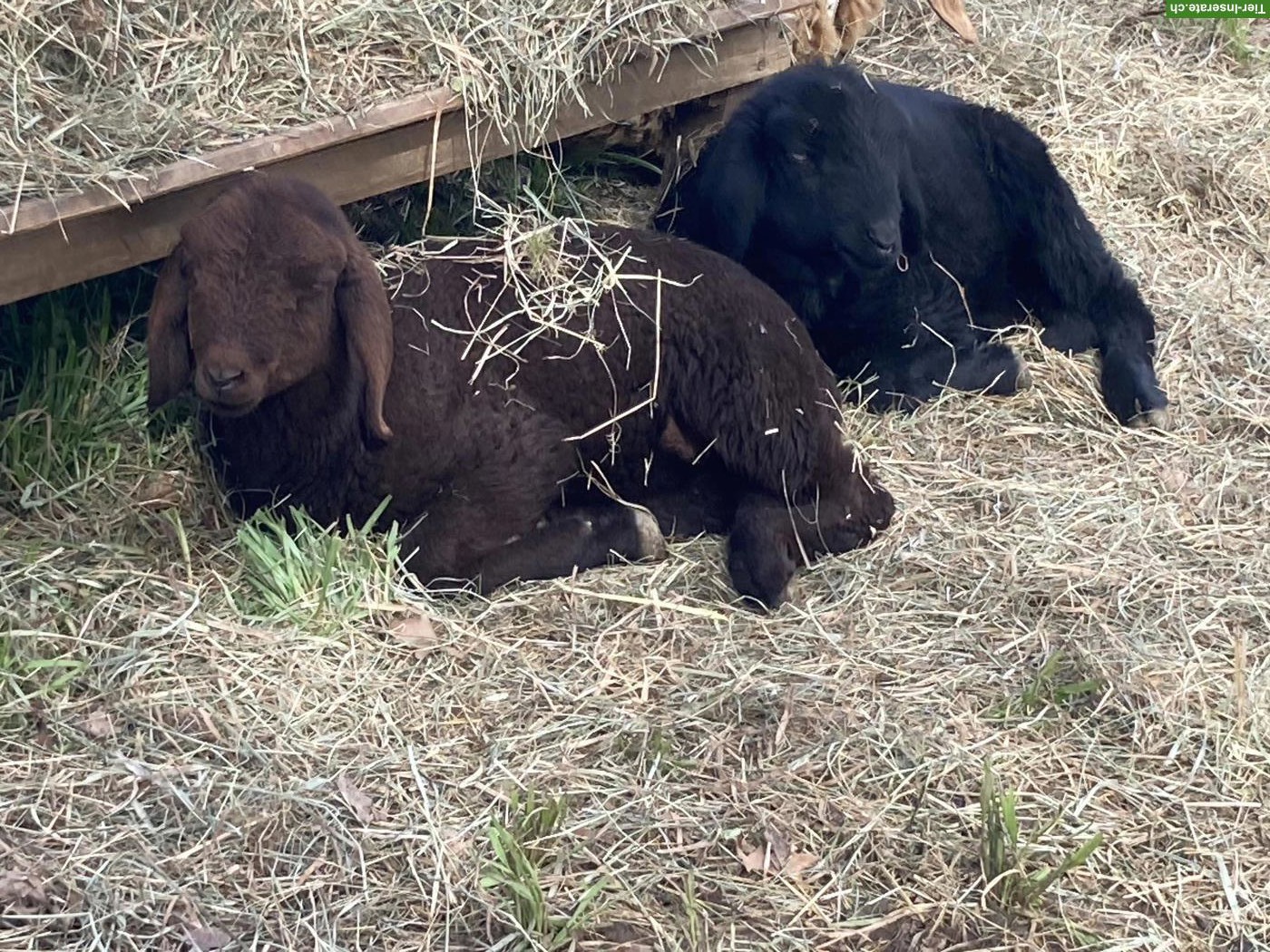 Bild 4: Engadiner Bergschafe weiss, braun, schwarz