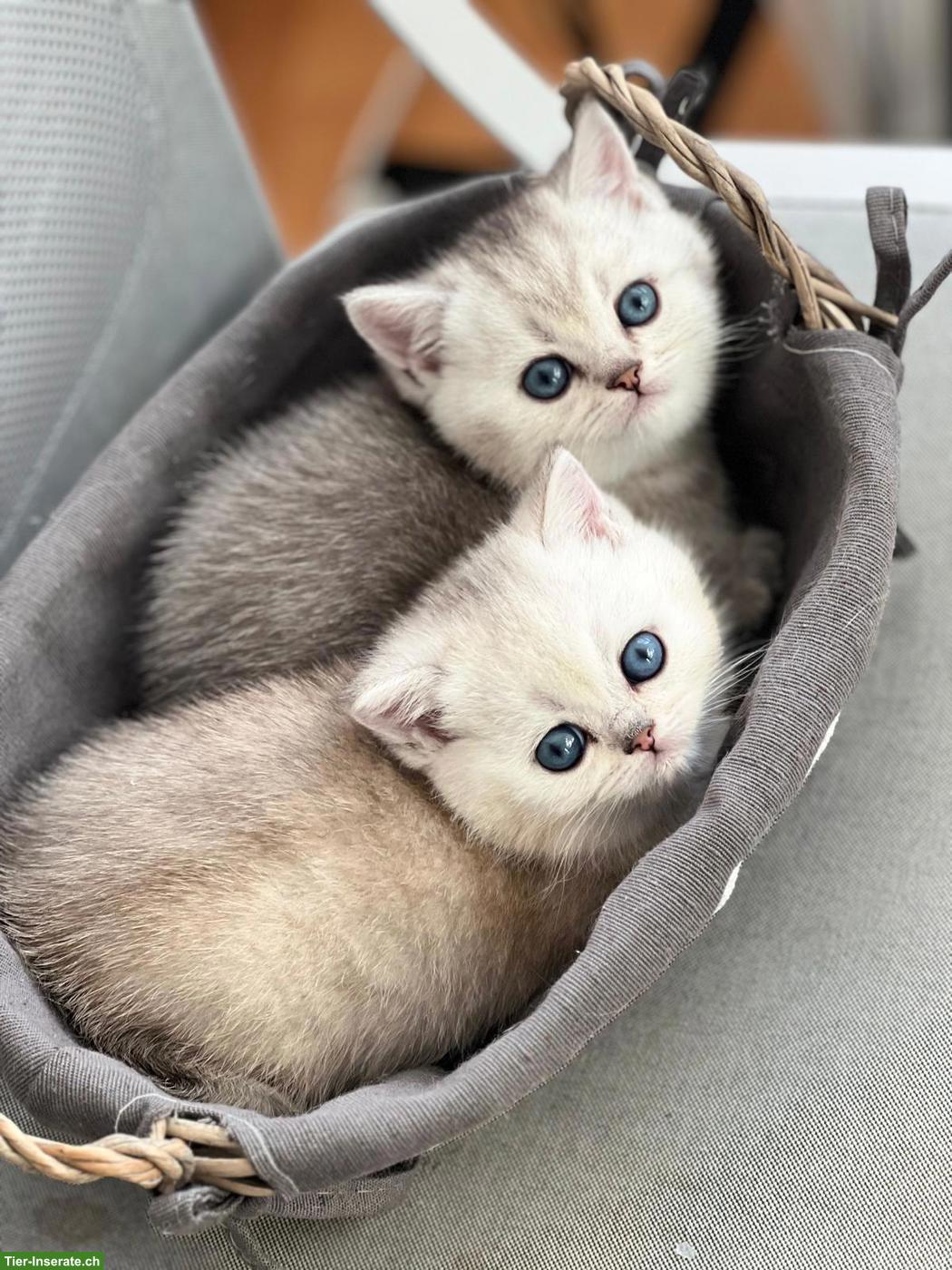 Reinrassige BKH Kätzchen in seltenen Farben zu verkaufen