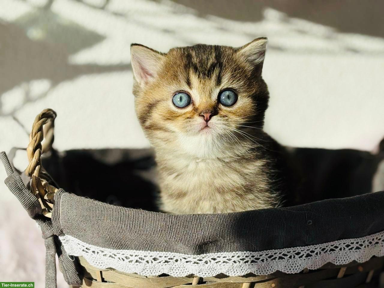 Bild 2: Reinrassige BKH Kätzchen in seltenen Farben zu verkaufen