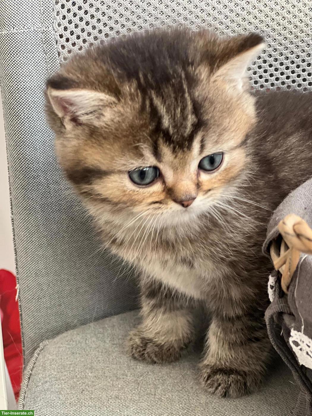 Bild 3: Reinrassige BKH Kätzchen in seltenen Farben zu verkaufen