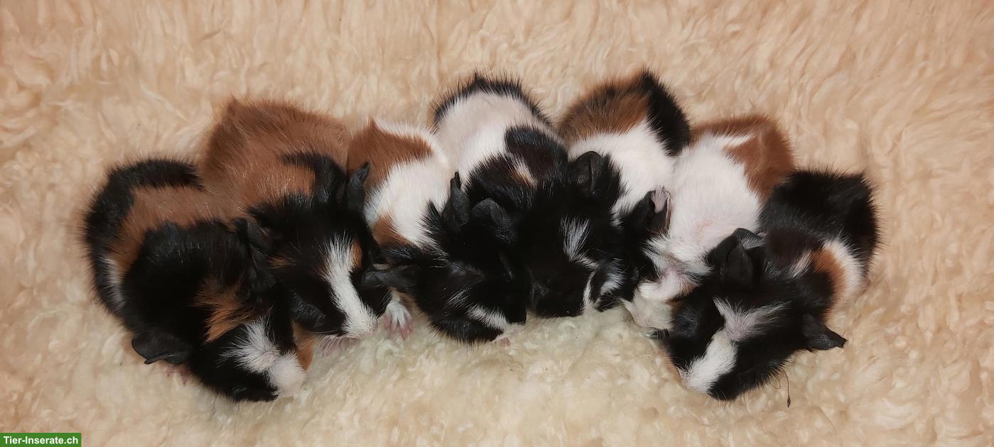 Bild 2: Süsse junge Meerschweinchen abzugeben