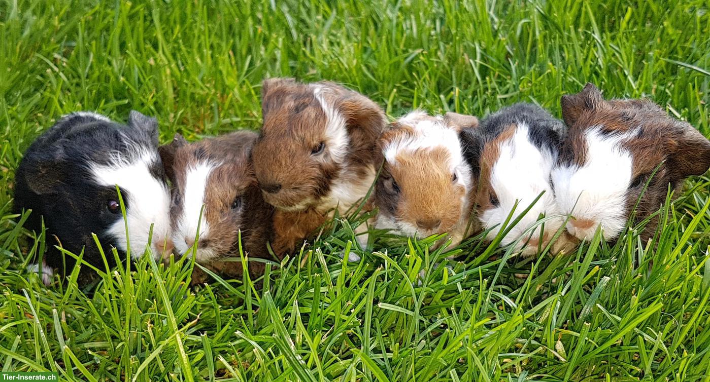 Bild 3: Süsse junge Meerschweinchen abzugeben