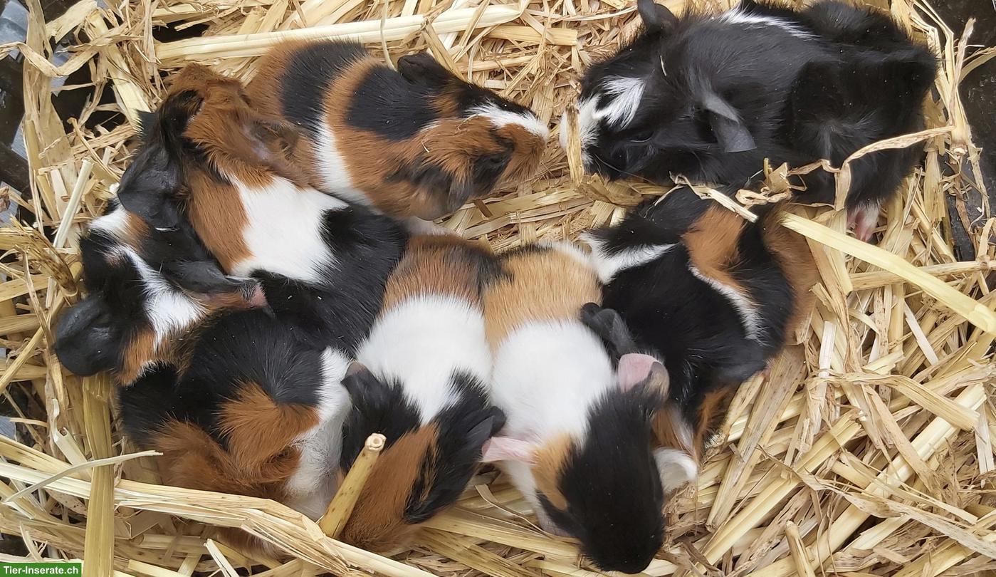 Bild 4: Süsse junge Meerschweinchen abzugeben