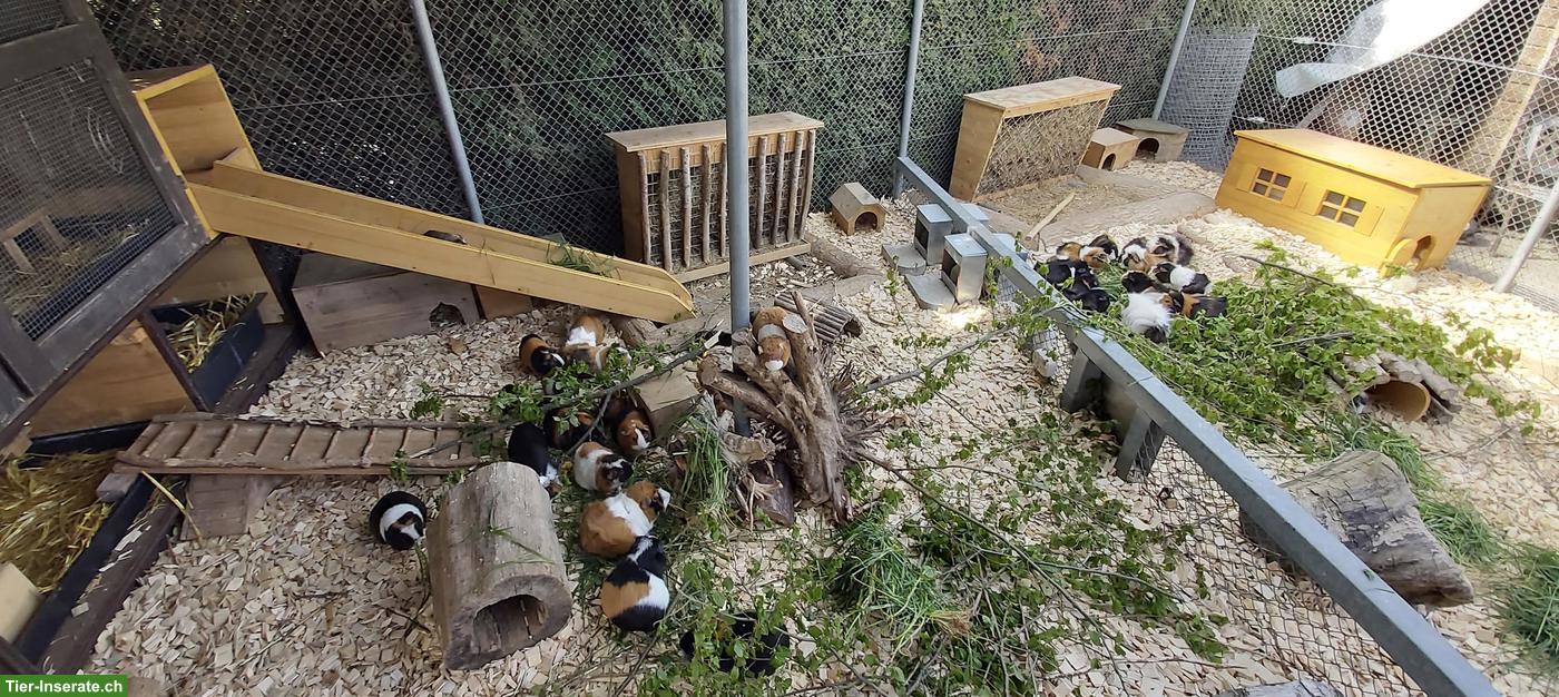 Bild 5: Süsse junge Meerschweinchen abzugeben