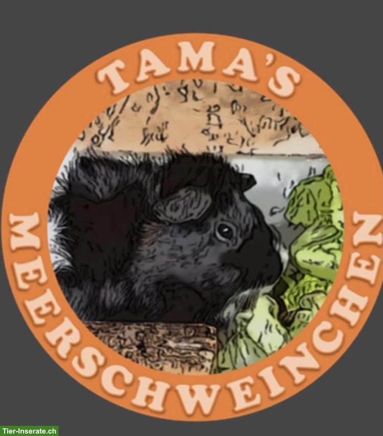 Bild 6: Süsse junge Meerschweinchen abzugeben