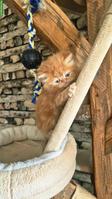 Perser Kitten (Kater) mit Nase inkl. Stammbaum