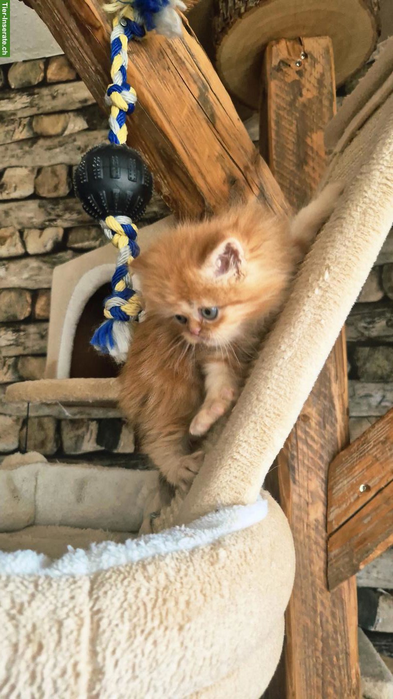 Bild 2: Perser Kitten (Kater) mit Nase inkl. Stammbaum