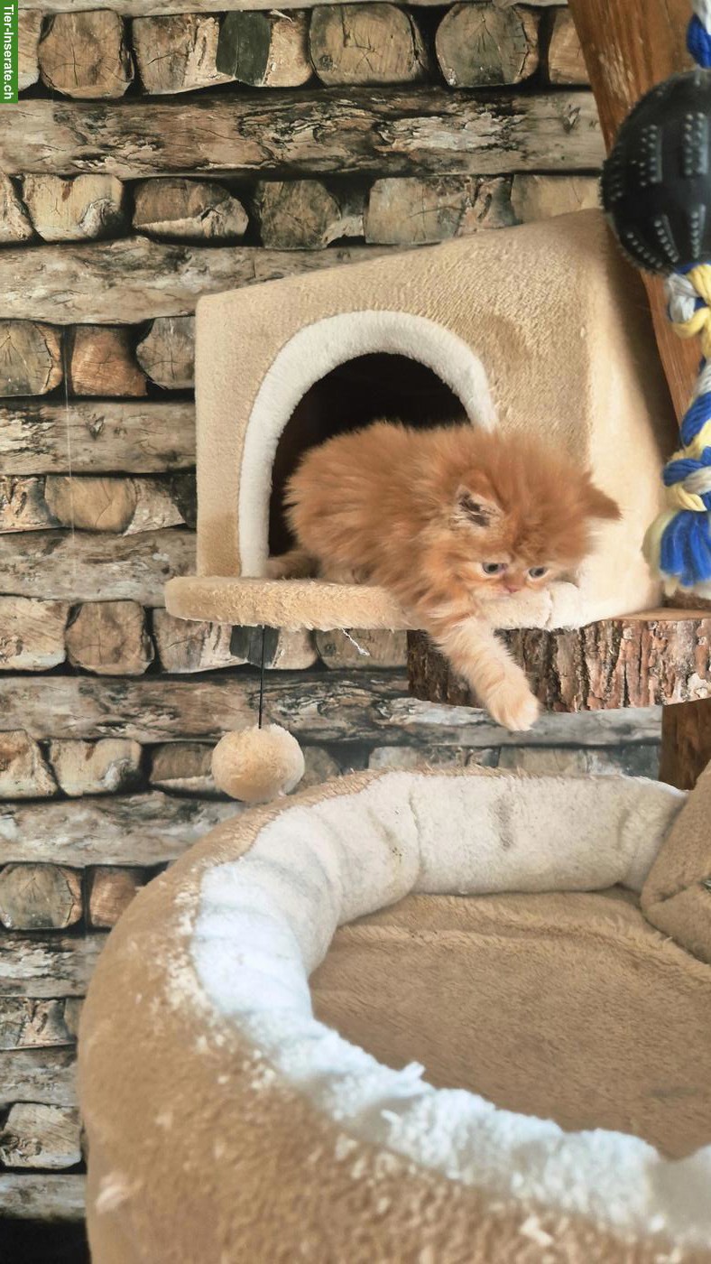 Bild 3: Perser Kitten (Kater) mit Nase inkl. Stammbaum