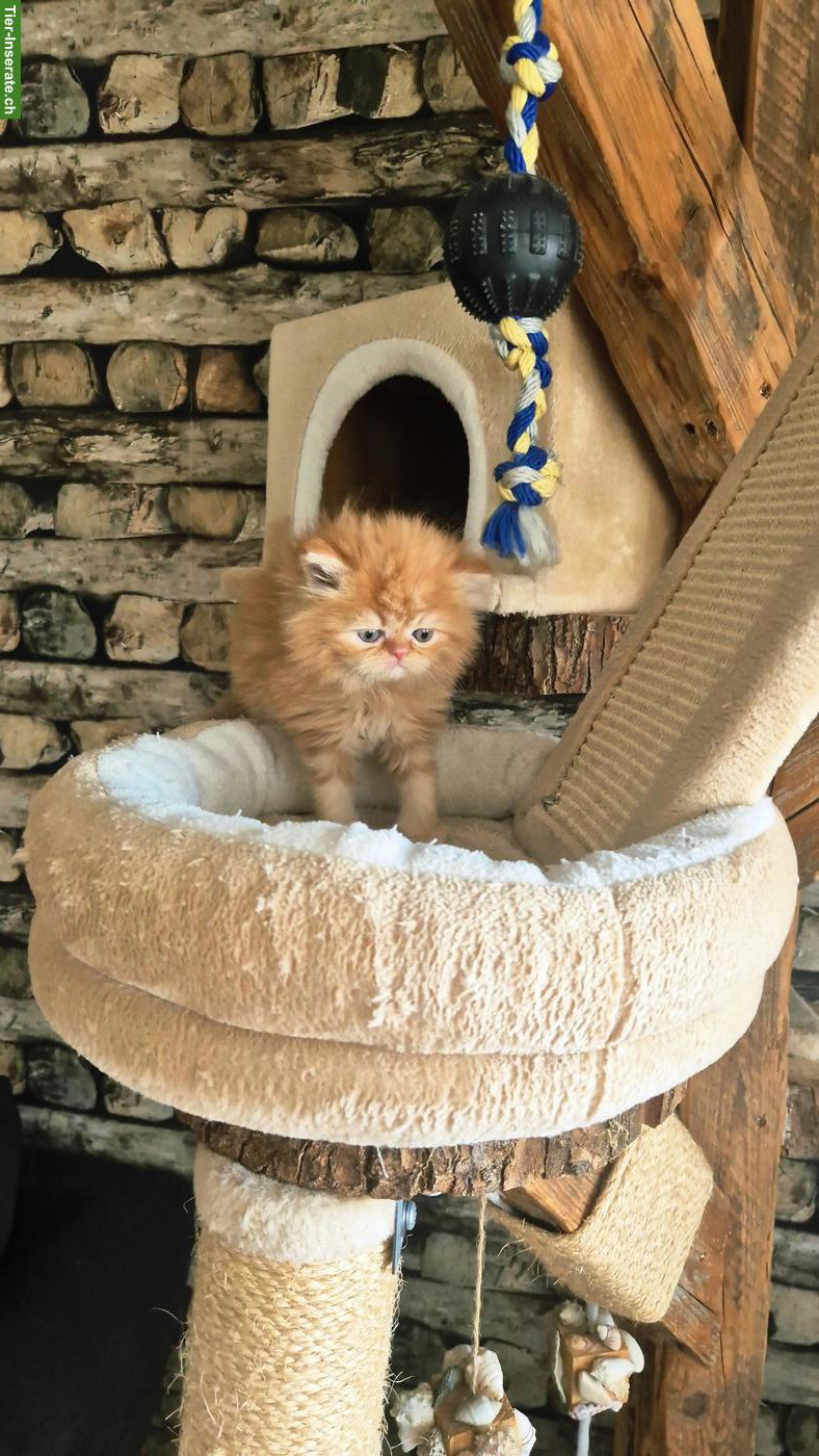 Bild 4: Perser Kitten (Kater) mit Nase inkl. Stammbaum