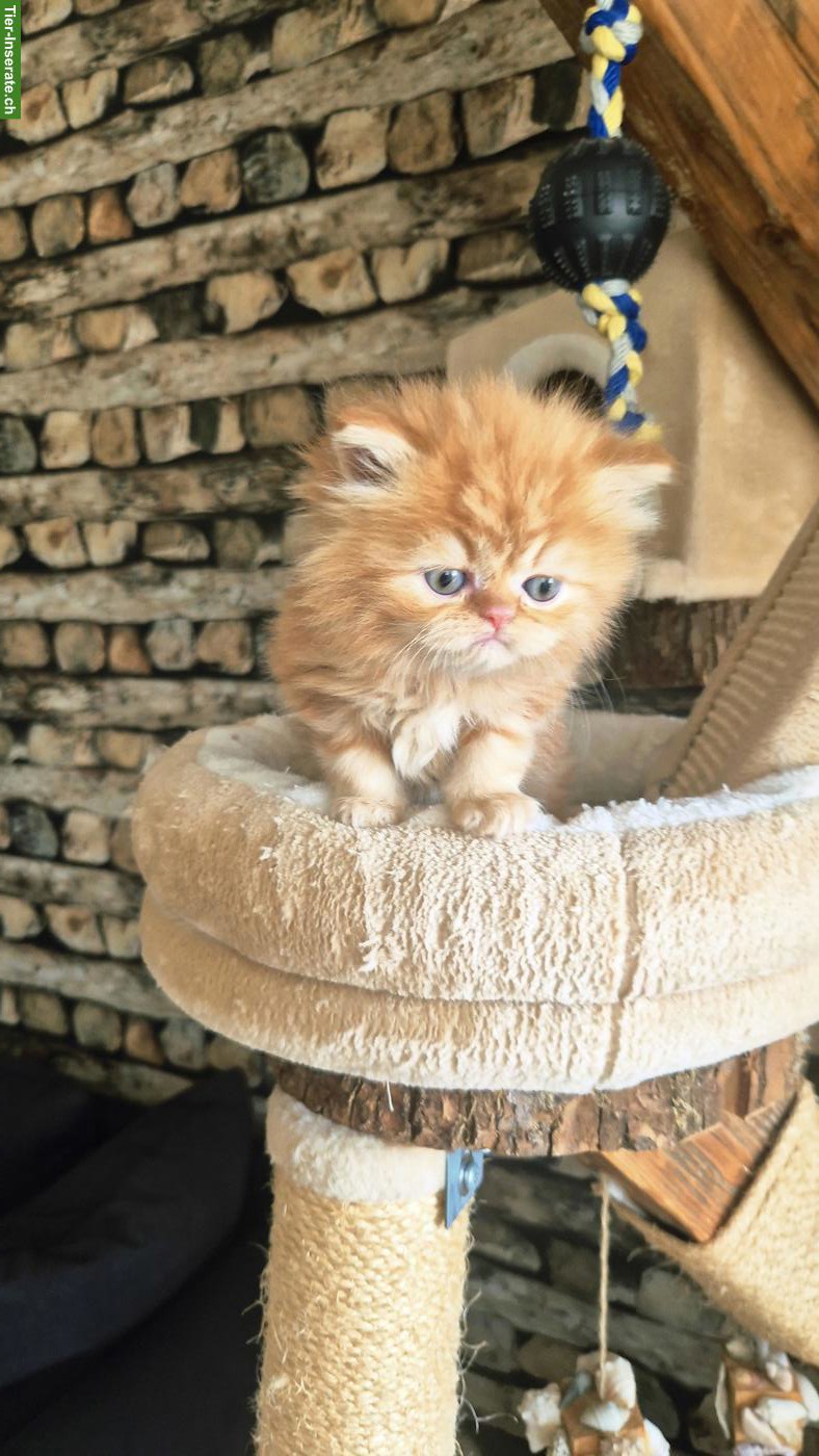 Bild 5: Perser Kitten (Kater) mit Nase inkl. Stammbaum