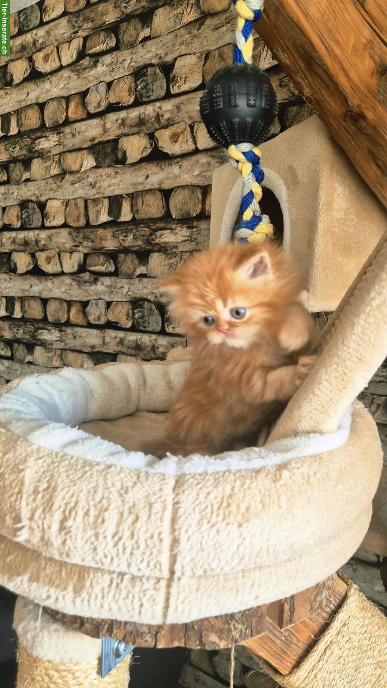 Bild 6: Perser Kitten (Kater) mit Nase inkl. Stammbaum