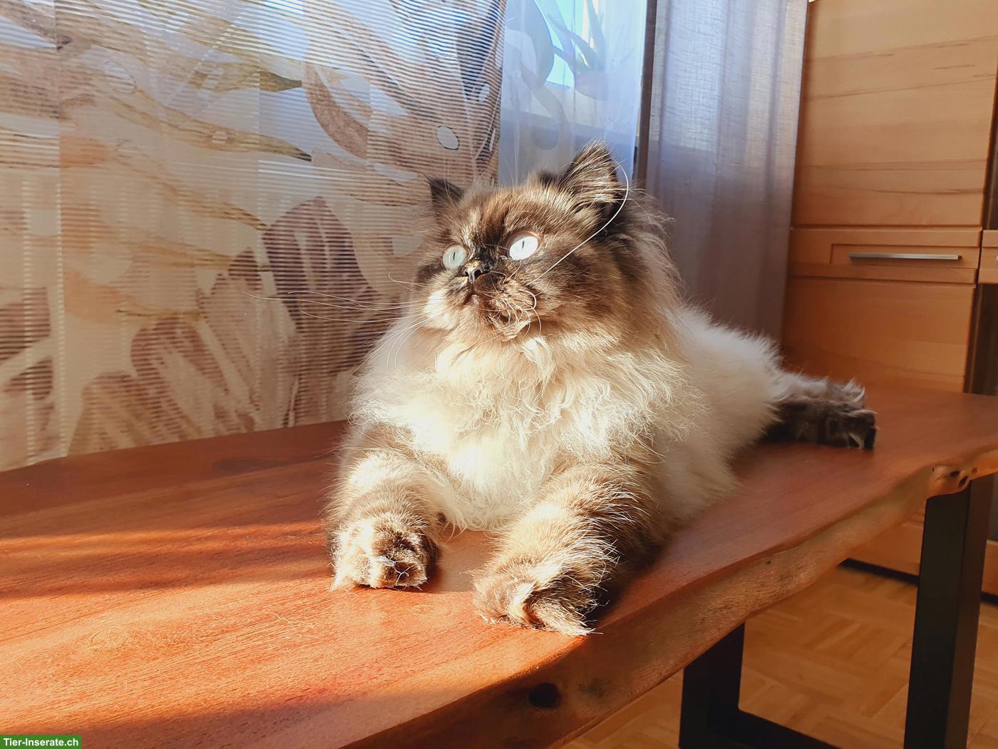 Bild 7: Perser Kitten (Kater) mit Nase inkl. Stammbaum