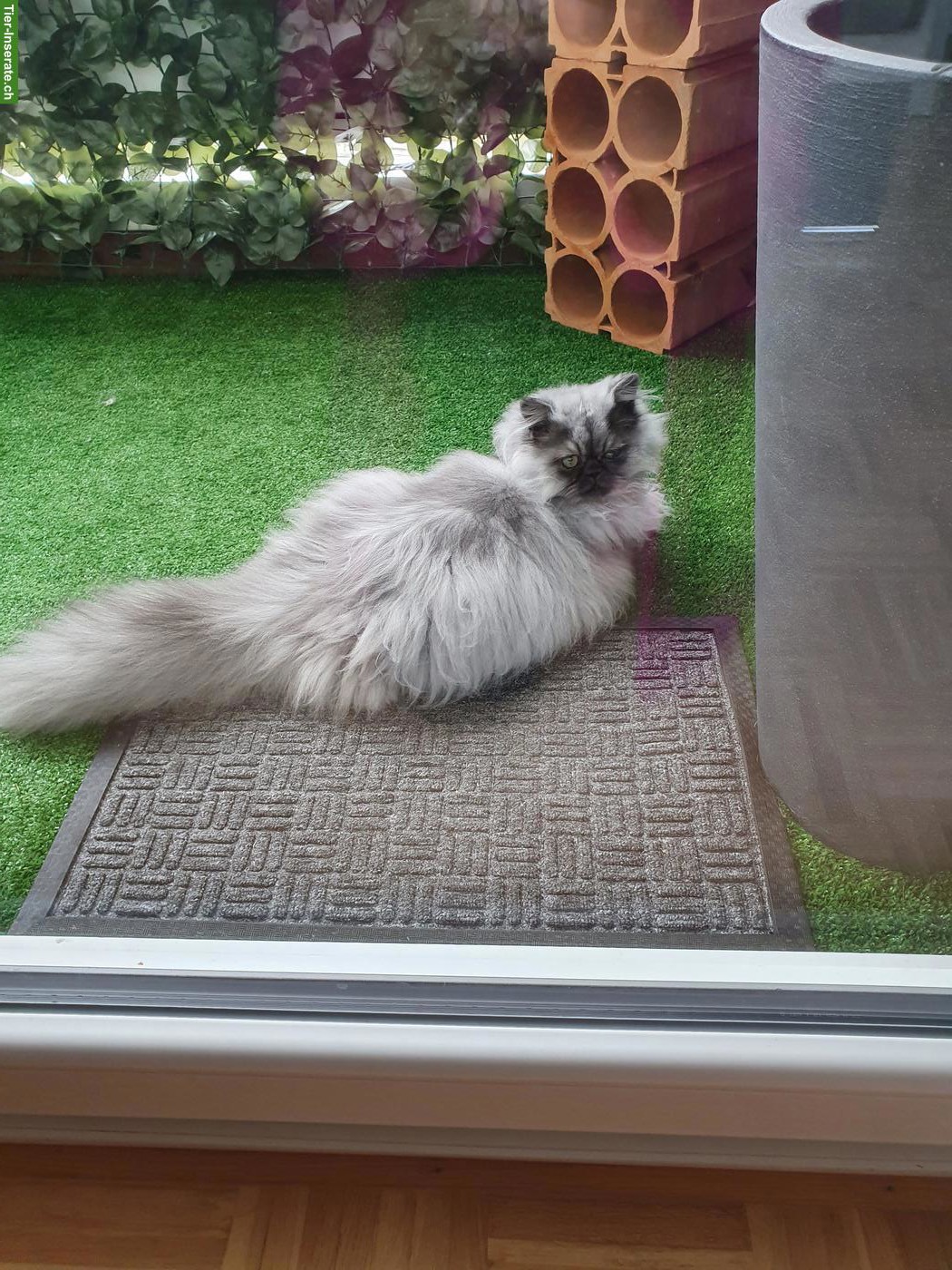 Bild 8: Perser Kitten (Kater) mit Nase inkl. Stammbaum