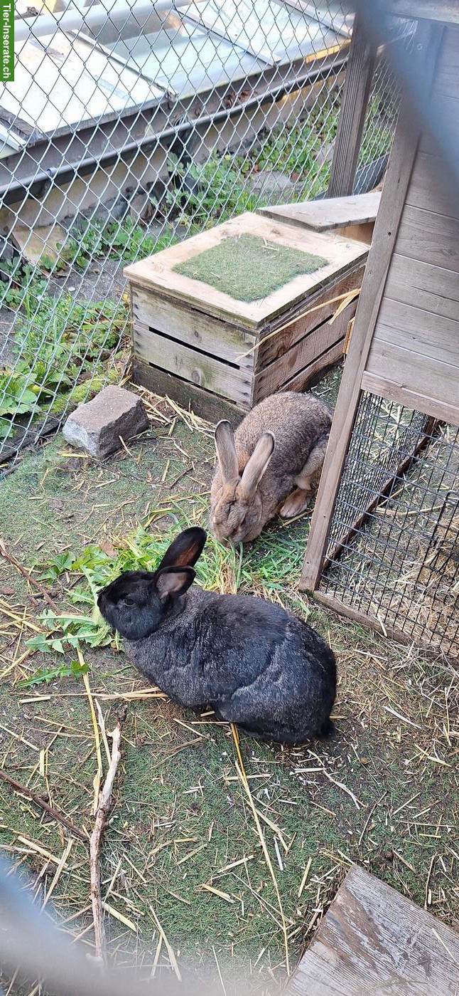 2 grosse Kaninchen (m+w) aus Aussenhaltung