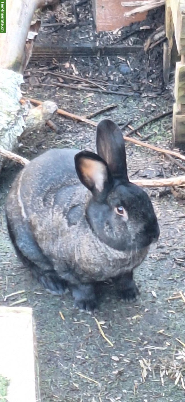 Bild 2: 2 grosse Kaninchen (m+w) aus Aussenhaltung
