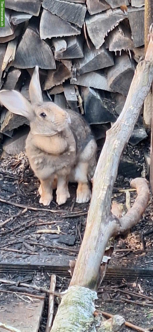 Bild 3: 2 grosse Kaninchen (m+w) aus Aussenhaltung