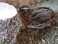 2 Wachtelhähne abzugeben