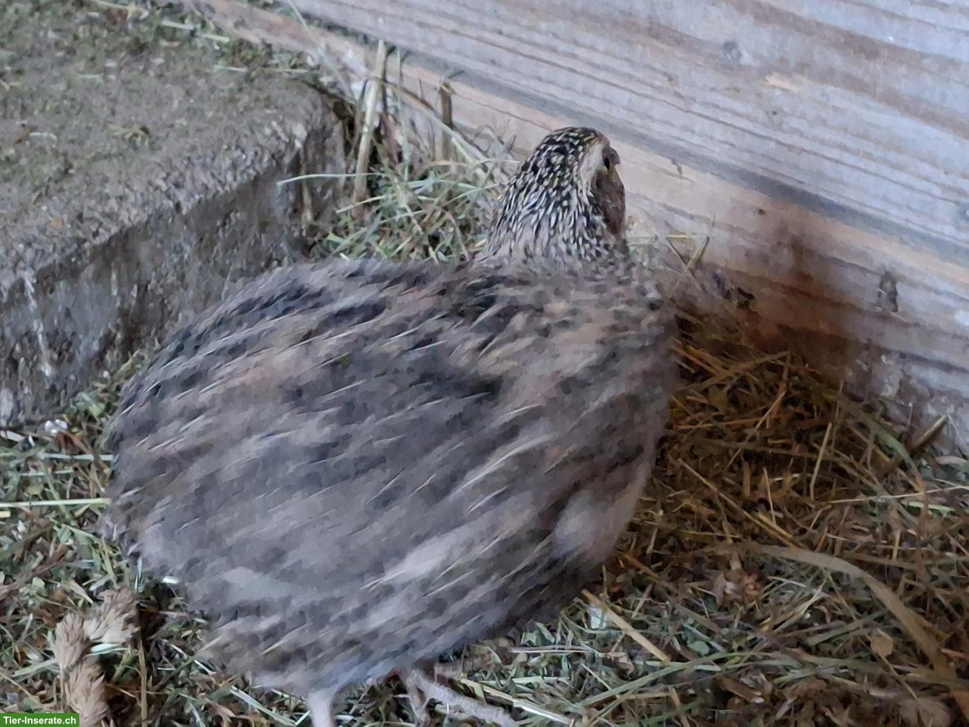 Bild 2: 2 Wachtelhähne abzugeben