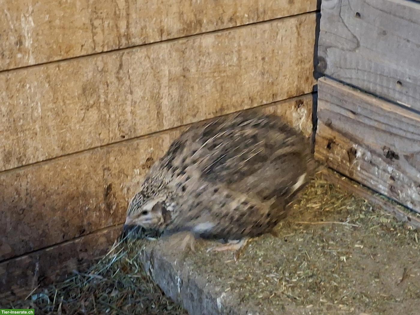 Bild 3: 2 Wachtelhähne abzugeben