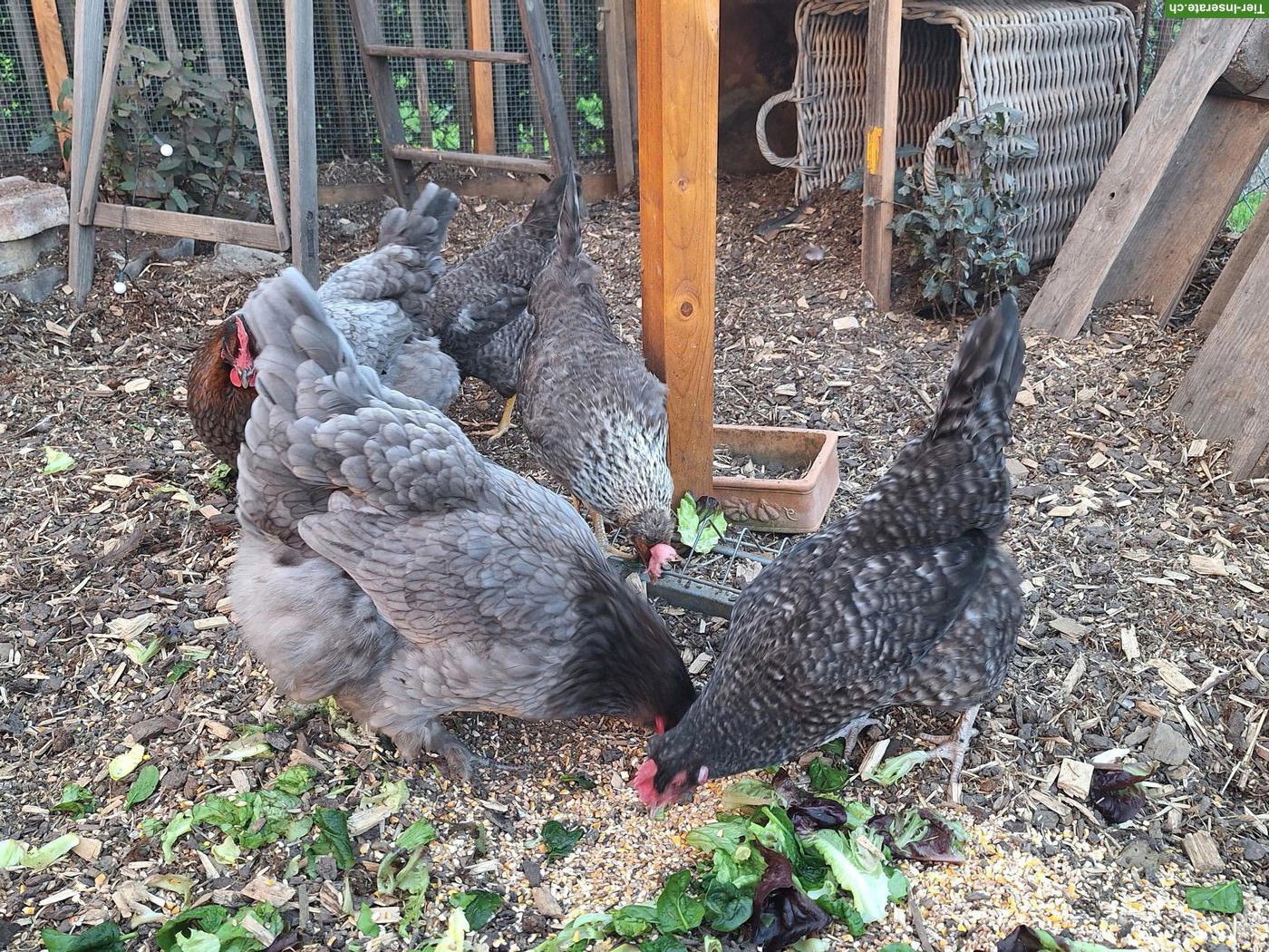 5 Hühner zu verkaufen: Marans, Cream Legbar & Olivleger