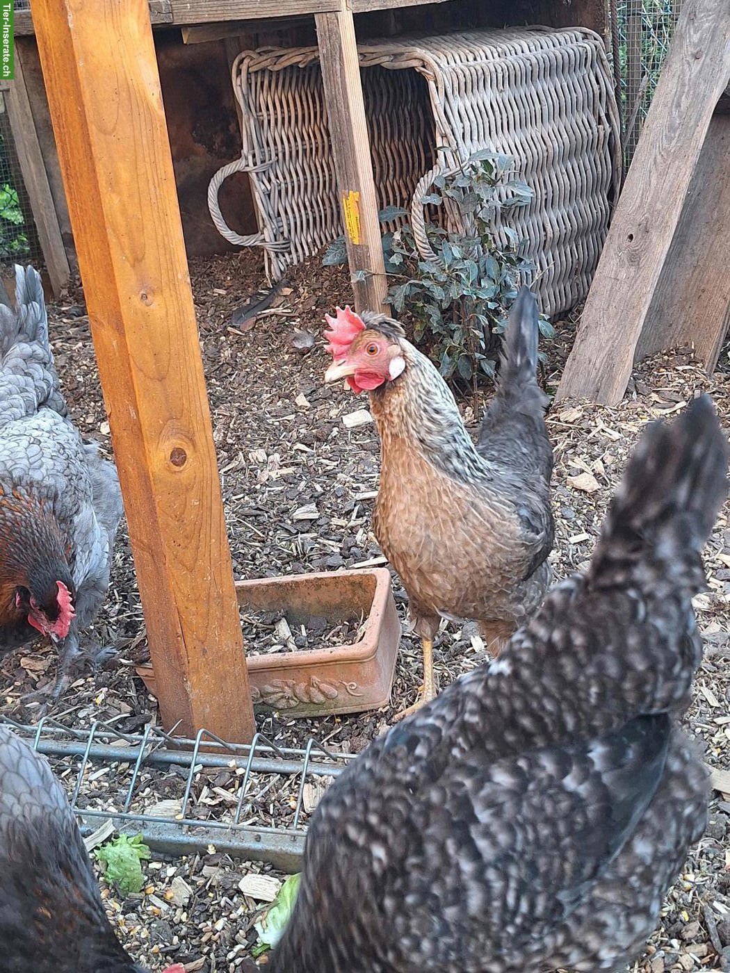 Bild 2: 5 Hühner zu verkaufen: Marans, Cream Legbar & Olivleger