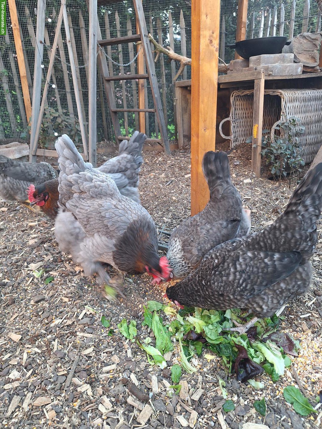 Bild 3: 5 Hühner zu verkaufen: Marans, Cream Legbar & Olivleger