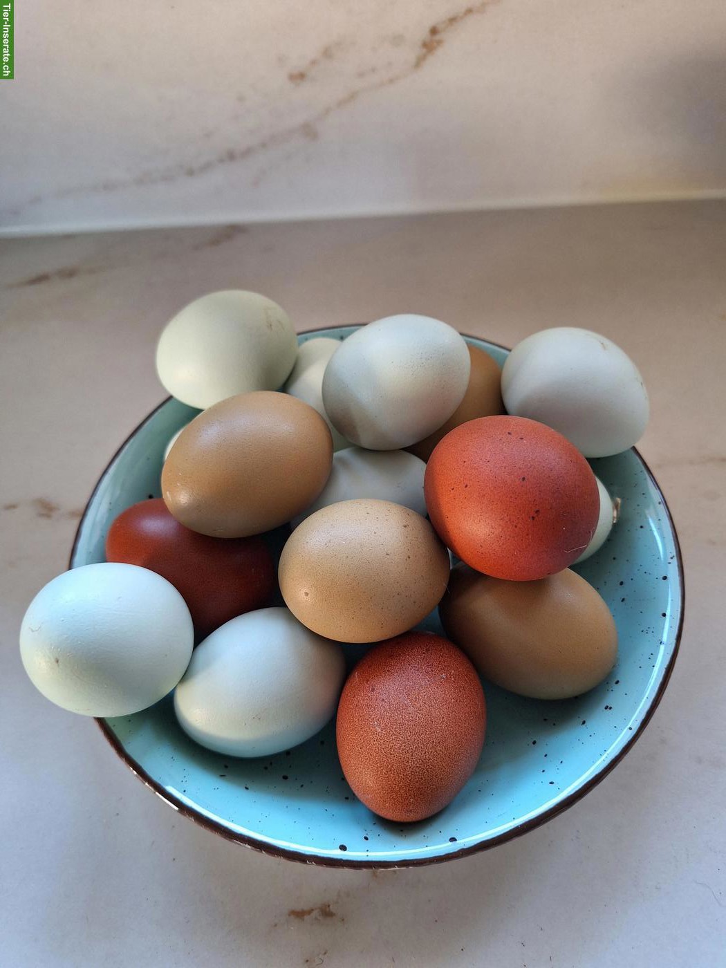 Bild 4: 5 Hühner zu verkaufen: Marans, Cream Legbar & Olivleger