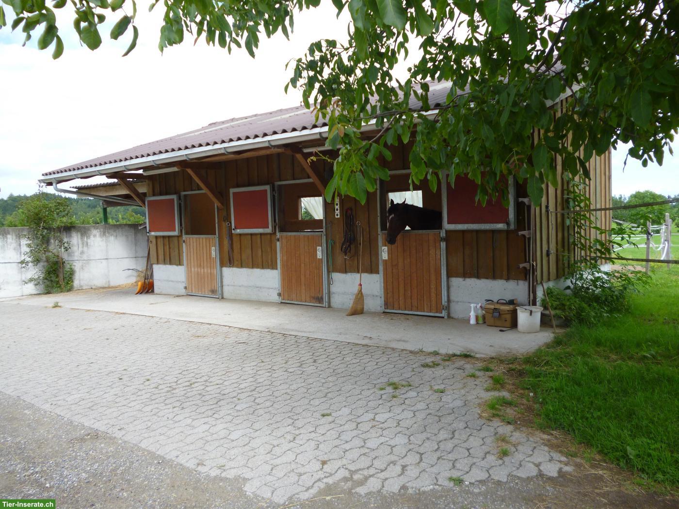 1-2 Pferdeboxen frei in Gossau SG