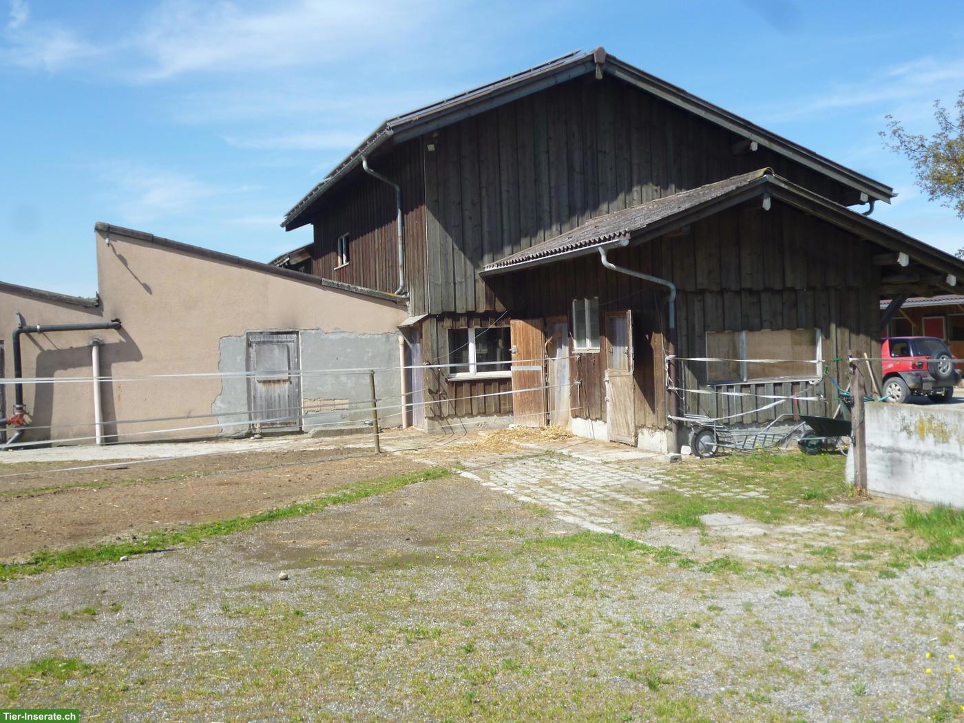 Bild 2: 1-2 Pferdeboxen frei in Gossau SG