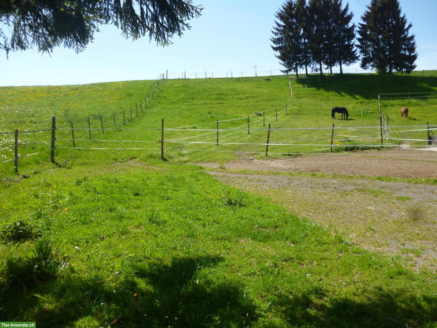 Bild 3: 1-2 Pferdeboxen frei in Gossau SG