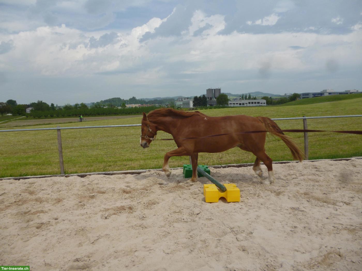 Bild 4: 1-2 Pferdeboxen frei in Gossau SG
