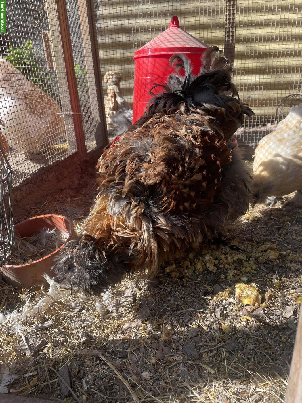 Spezieller junger Silkie-Hahn abzugeben