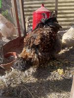 Spezieller junger Silkie-Hahn abzugeben