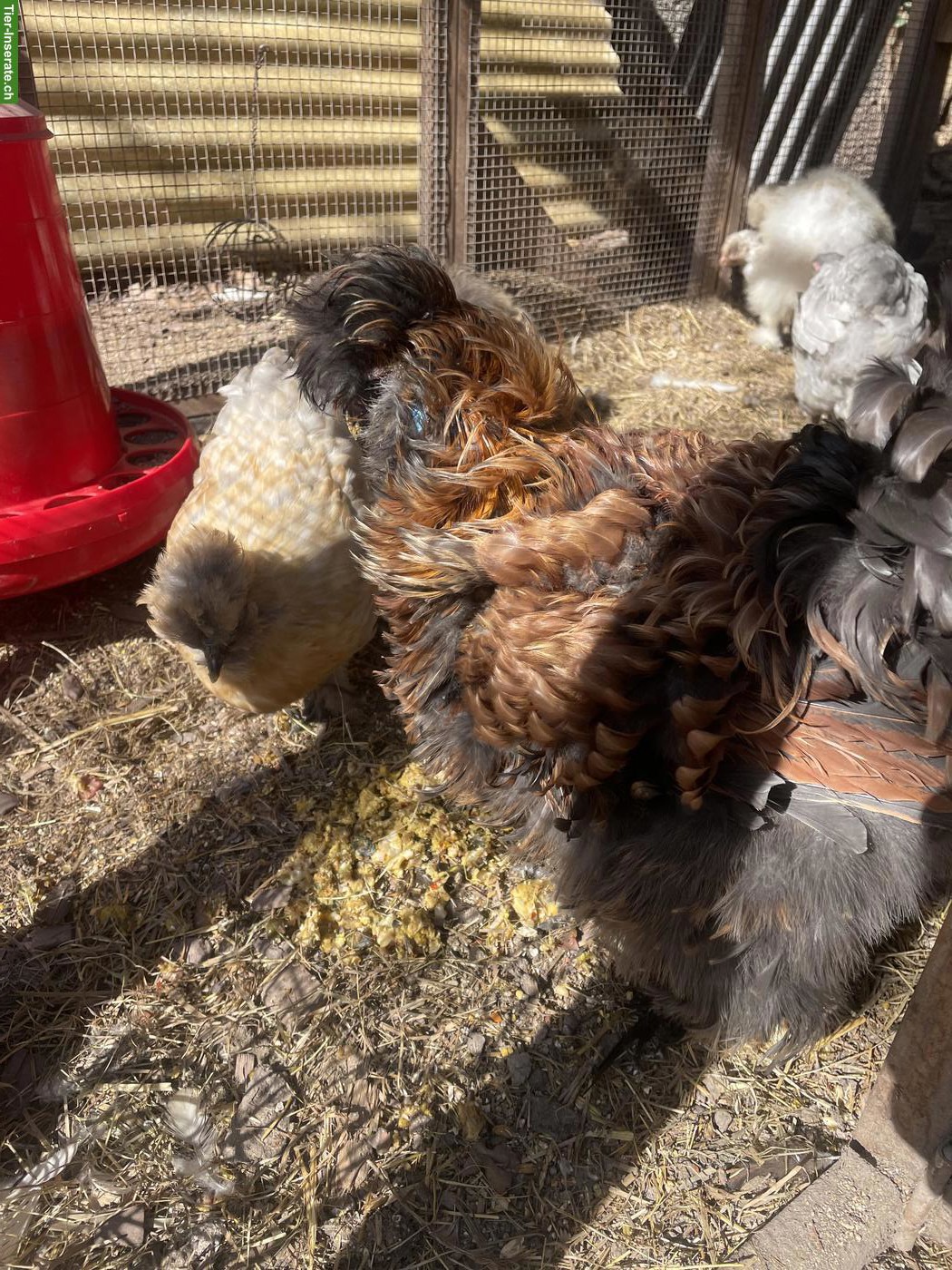 Bild 2: Spezieller junger Silkie-Hahn abzugeben