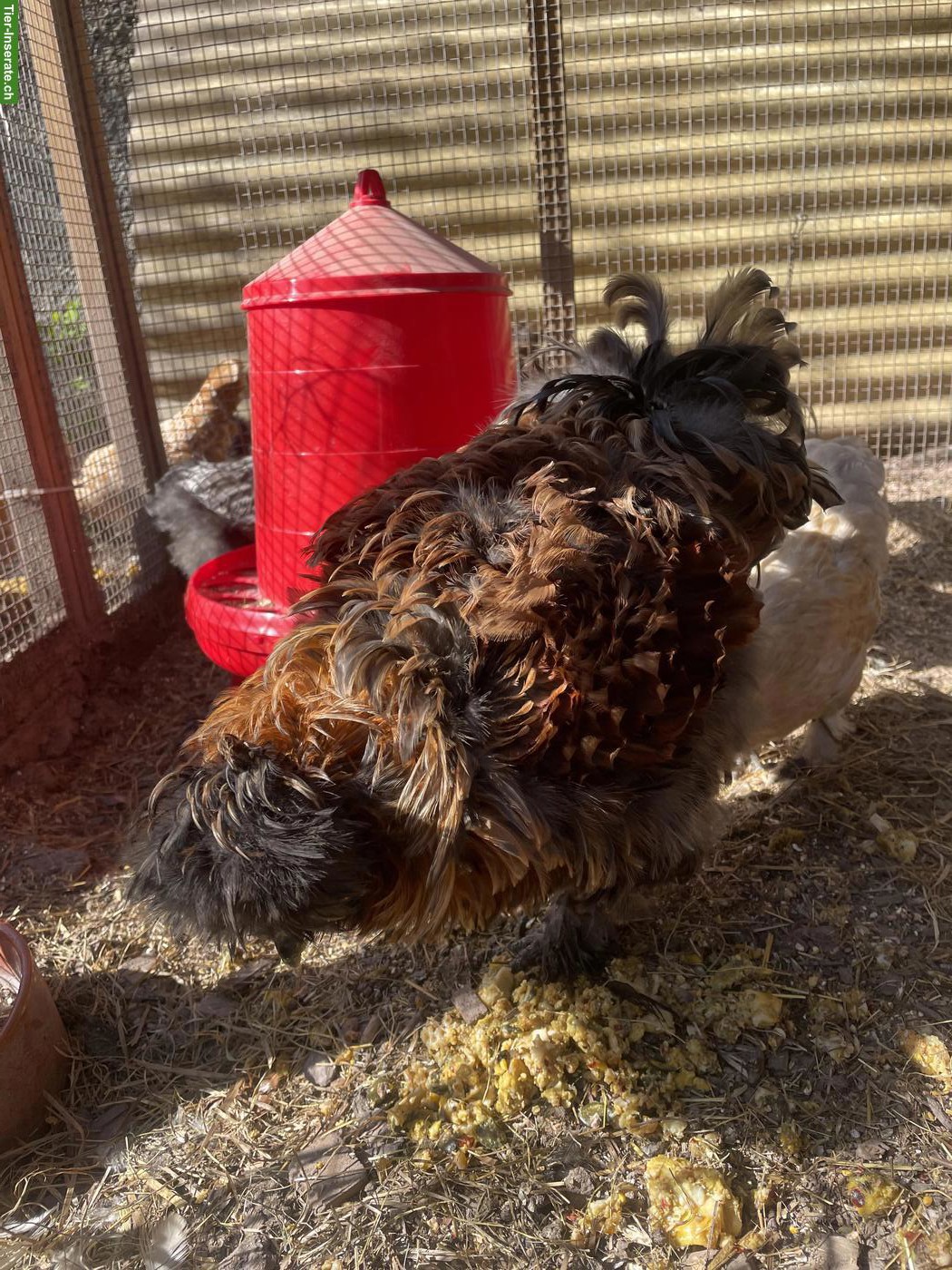 Bild 3: Spezieller junger Silkie-Hahn abzugeben