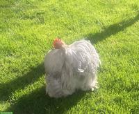 GRATIS: 2-jähriger Zwerg Cochin Hahn, porzellan farbig