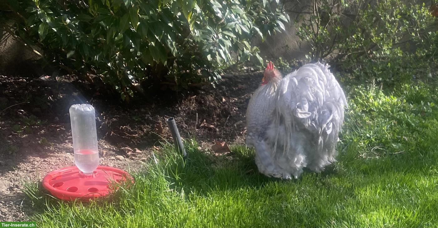 Bild 2: GRATIS: 2-jähriger Zwerg Cochin Hahn, porzellan farbig
