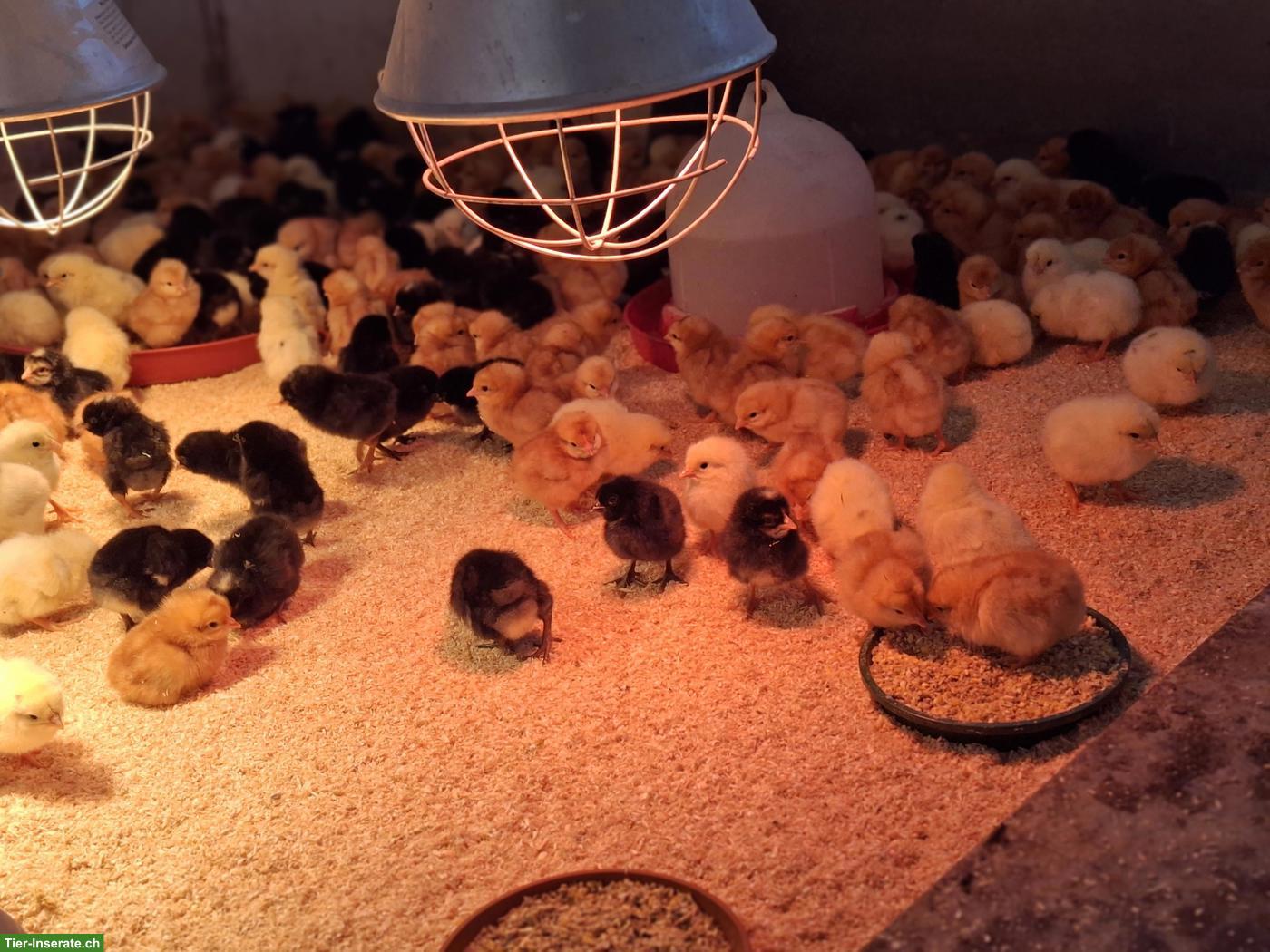 Legehennen Küken in verschiedenen Farben zu verkaufen