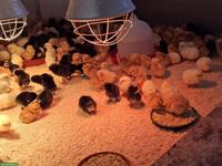 Legehennen Küken in verschiedenen Farben zu verkaufen