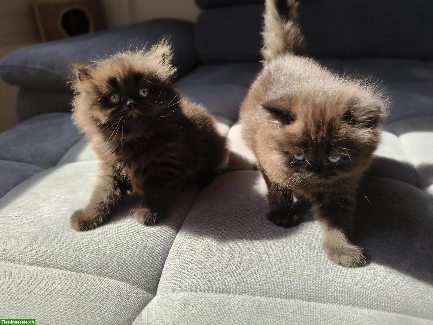 BKH/BLH Kitten (m/w, Chocolate Tabby) suchen gemeinsames Plätzchen